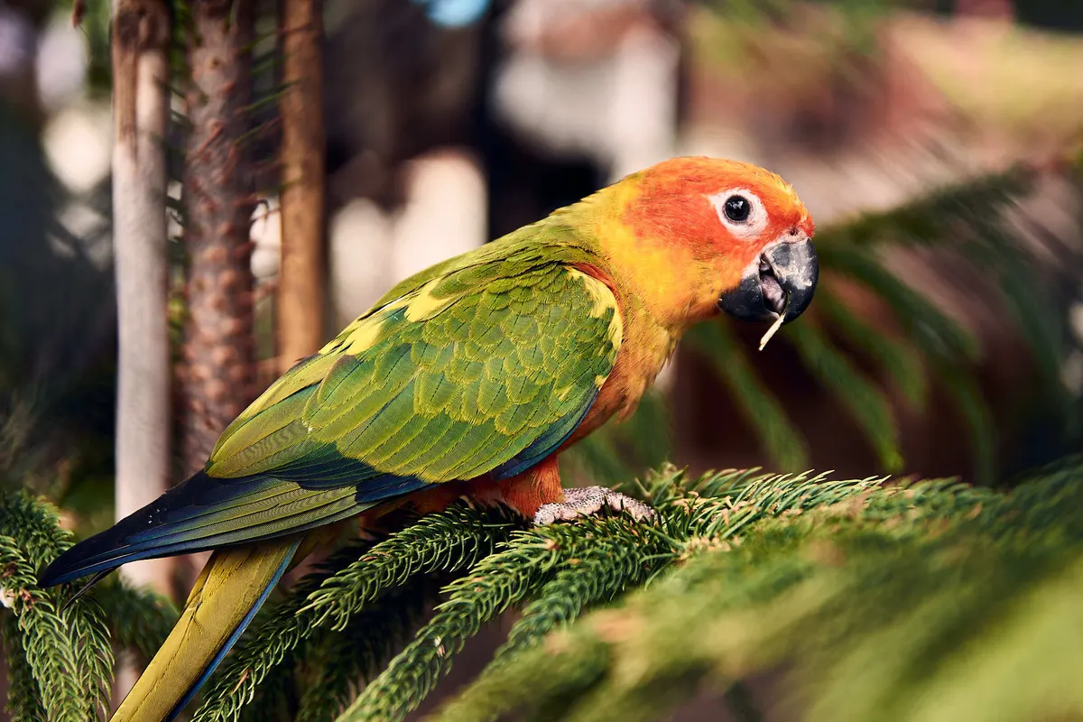 Parrot